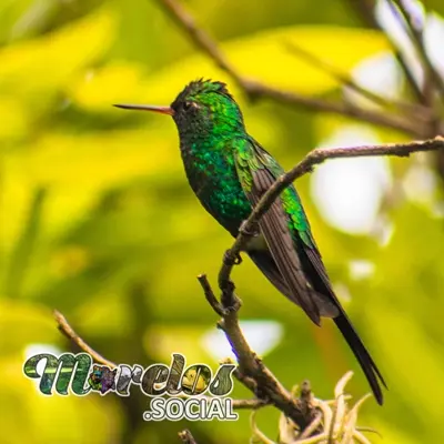 Fauna: Aves del estado de Morelos